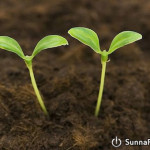 sheykh-usaymin-obyazatelno-pomogat-pravitelyu-v-srajenii-protiv-harijitov