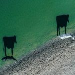 Закят со скота: коровы на берегу