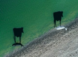 Закят со скота: коровы на берегу