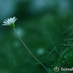 Можно ли хвалить человека в лицо? — имам Навави и шейх Усаймин