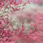 Истинный смысл Курбан айта (праздника жертвоприношения) Вишня расцветает еще больше радуя в праздник Курбан айт