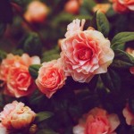 Как воспитывать жену?