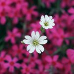 Маленький цветок как маленькая девочка