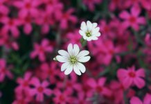 Маленький цветок как маленькая девочка