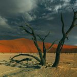 Имам Ибн Баз о мольбах и жертвоприношениях покойным Мертвое дерево, от которого никакой пользы