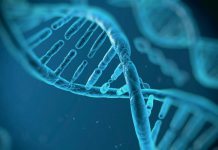 Миф эволюции Дарвина: ДНК человека