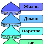 150px-Biological_classification_L_Pengo_vflip_russian.svg