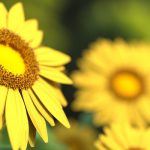 Как нам благодарить Аллаха за оказанные милости